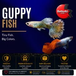 Guppy Fish