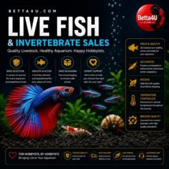 Live Fish and Invertebrate Sales