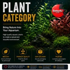 Plant Category