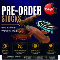Pre-Order Stocks