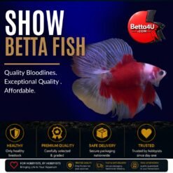 Show Betta Fish