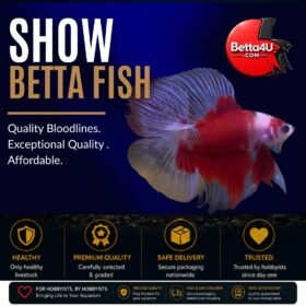 Show Betta Fish