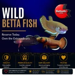 Hybrid & Wild Betta Fish