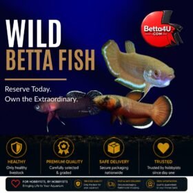 Hybrid & Wild Betta Fish