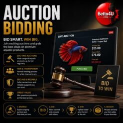 Auction Bidding