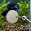 Betta fish behaviours. GROOMiNG Fish Flaring Mirror Stick 360° Stainless Steel Betta Exercise Mirror for Daily Fish Conditioning
