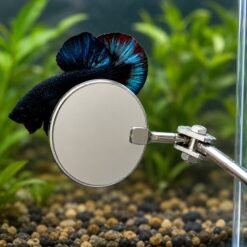 Betta fish behaviours. GROOMiNG Fish Flaring Mirror Stick 360° Stainless Steel Betta Exercise Mirror for Daily Fish Conditioning