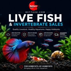 Live Fish and Invertebrate Sales