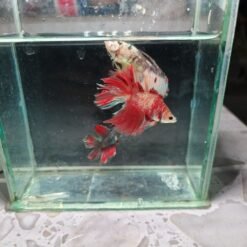 Show Betta Bundle B101 featuring premium male and female Betta fish in assorted show-quality strains from Betta4U Malaysia.