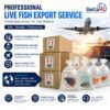 Live Fish Export Service Malaysia Professional Ornamental Fish Export Packing Betta Fish Export from Malaysia International Live Fish Shipping Fish Export Documentation Malaysia Aquarium Fish Air Cargo Service Oxygen Packing for Live Fish Export Tropical Fish Export Worldwide