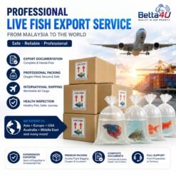Live Fish Export Service Malaysia Professional Ornamental Fish Export Packing Betta Fish Export from Malaysia International Live Fish Shipping Fish Export Documentation Malaysia Aquarium Fish Air Cargo Service Oxygen Packing for Live Fish Export Tropical Fish Export Worldwide