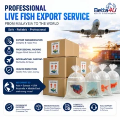 Live Fish Export Service Malaysia Professional Ornamental Fish Export Packing Betta Fish Export from Malaysia International Live Fish Shipping Fish Export Documentation Malaysia Aquarium Fish Air Cargo Service Oxygen Packing for Live Fish Export Tropical Fish Export Worldwide
