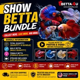 Show Betta Bundle B101 featuring premium male and female Betta fish in assorted show-quality strains from Betta4U Malaysia.