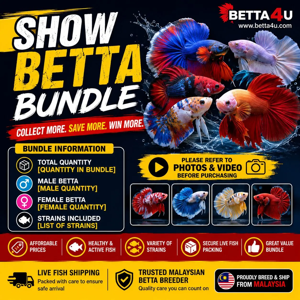 Show Betta Bundle B101 featuring premium male and female Betta fish in assorted show-quality strains from Betta4U Malaysia.
