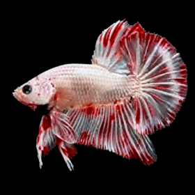 Fire Dragon HMPK with Big Fins | 12082601FireDPK 3 12082601firedpk