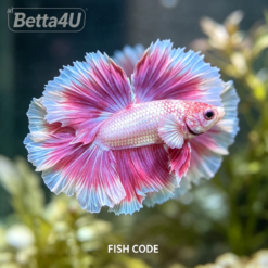 Pinky Lavender Butterfly Rosetail betta fish