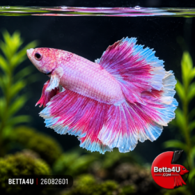 Pinky Lavender Butterfly Rosetail | 26082601