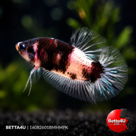 Big Mouth Black Marble | 16082601BMHMPK 3 Big mouth black marble hmpk short fin HM 1608261BMHMPK