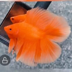 Orange DTM Junior betta fish, Orange DTM Junior betta, Orange DTM betta, Orange DTM Junior HMPK, Orange betta fish, DTM betta fish, male betta fish, betta fish for sale, betta fish Malaysia, betta fish online, individual betta fish, WYSIWYG betta fish, live betta fish, buy betta fish online