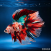 Multicolor Candy HM | Multicolor Candy HM betta, Multicolor Candy betta, Candy HM betta fish, Multicolor HM betta, Multicolor Candy betta fish for sale, Halfmoon betta fish, HM betta fish, male Halfmoon betta, individual betta fish, WYSIWYG betta fish, live betta fish, betta fish for sale Malaysia, buy betta fish online15082601multicandyhm