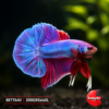 Purple Salamander Big Fins PK 01092601SalaBFPK