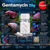 Gentamycin 20g betta fish aquarium care