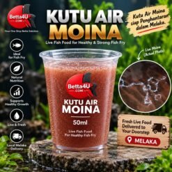 Kutu Air Moina 50ml live fish food for fish fry