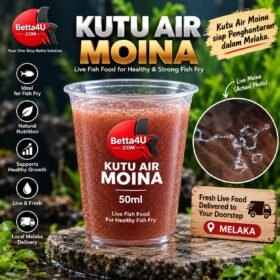 Kutu Air Moina 50ml live fish food for fish fry